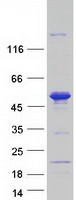 SNX15 Protein - Purified recombinant protein SNX15 was analyzed by SDS-PAGE gel and Coomassie Blue Staining