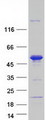 SNX15 Protein - Purified recombinant protein SNX15 was analyzed by SDS-PAGE gel and Coomassie Blue Staining