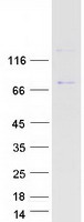SNX19 Protein - Purified recombinant protein SNX19 was analyzed by SDS-PAGE gel and Coomassie Blue Staining
