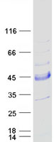 SNX21 Protein - Purified recombinant protein SNX21 was analyzed by SDS-PAGE gel and Coomassie Blue Staining