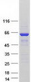 SNX27 Protein - Purified recombinant protein SNX27 was analyzed by SDS-PAGE gel and Coomassie Blue Staining