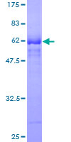 SNX29 / RUNDC2A Protein - 12.5% SDS-PAGE of human RUNDC2A stained with Coomassie Blue