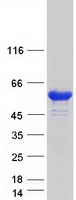 SNX29 / RUNDC2A Protein - Purified recombinant protein SNX29 was analyzed by SDS-PAGE gel and Coomassie Blue Staining