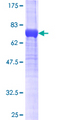 SNX32 Protein - 12.5% SDS-PAGE of human FLJ30934 stained with Coomassie Blue