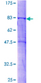 SNX4 Protein - 12.5% SDS-PAGE of human SNX4 stained with Coomassie Blue