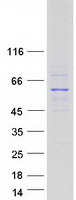 SNX4 Protein - Purified recombinant protein SNX4 was analyzed by SDS-PAGE gel and Coomassie Blue Staining