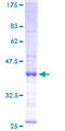 SNX5 Protein - 12.5% SDS-PAGE of human SNX5 stained with Coomassie Blue