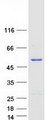 SNX5 Protein - Purified recombinant protein SNX5 was analyzed by SDS-PAGE gel and Coomassie Blue Staining