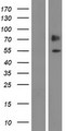 SNX7 Protein - Western validation with an anti-DDK antibody * L: Control HEK293 lysate R: Over-expression lysate