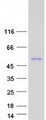 SNX7 Protein - Purified recombinant protein SNX7 was analyzed by SDS-PAGE gel and Coomassie Blue Staining