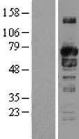 SNX9 / WISP Protein - Western validation with an anti-DDK antibody * L: Control HEK293 lysate R: Over-expression lysate