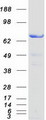 SNX9 / WISP Protein - Purified recombinant protein SNX9 was analyzed by SDS-PAGE gel and Coomassie Blue Staining