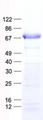 SOCS6 / SOCS-6 Protein