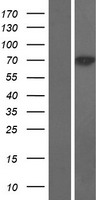 SOCS7 / SOCS-7 Protein - Western validation with an anti-DDK antibody * L: Control HEK293 lysate R: Over-expression lysate