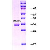 SOD2 / Mn SOD Protein - SDS-PAGE of 25kDa human Mn SOD.