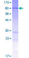 SOGA1 Protein - 12.5% SDS-PAGE of human C20orf117 stained with Coomassie Blue