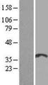 SOHLH1 Protein - Western validation with an anti-DDK antibody * L: Control HEK293 lysate R: Over-expression lysate