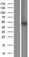 SOHLH1 Protein - Western validation with an anti-DDK antibody * L: Control HEK293 lysate R: Over-expression lysate