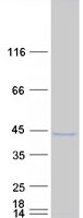 SOHLH1 Protein - Purified recombinant protein SOHLH1 was analyzed by SDS-PAGE gel and Coomassie Blue Staining