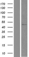 SOHLH2 Protein - Western validation with an anti-DDK antibody * L: Control HEK293 lysate R: Over-expression lysate