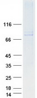 SOLO / SESTD1 Protein - Purified recombinant protein SESTD1 was analyzed by SDS-PAGE gel and Coomassie Blue Staining