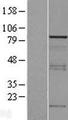 SORBS3 / Vinexin Protein - Western validation with an anti-DDK antibody * L: Control HEK293 lysate R: Over-expression lysate