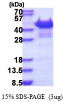 SORBS3 / Vinexin Protein