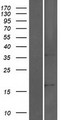 SORCS2 Protein - Western validation with an anti-DDK antibody * L: Control HEK293 lysate R: Over-expression lysate