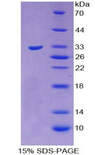 SORD / Sorbitol Dehydrogenase Protein - Recombinant Sorbitol Dehydrogenase By SDS-PAGE