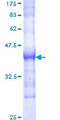SOS1 Protein - 12.5% SDS-PAGE Stained with Coomassie Blue.