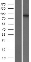 SOWAHB / ANKRD56 Protein - Western validation with an anti-DDK antibody * L: Control HEK293 lysate R: Over-expression lysate
