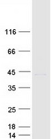 SOX1 Protein - Purified recombinant protein SOX1 was analyzed by SDS-PAGE gel and Coomassie Blue Staining