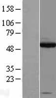 SOX10 Protein - Western validation with an anti-DDK antibody * L: Control HEK293 lysate R: Over-expression lysate