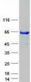 SOX10 Protein - Purified recombinant protein SOX10 was analyzed by SDS-PAGE gel and Coomassie Blue Staining