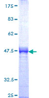 SOX13 Protein - 12.5% SDS-PAGE Stained with Coomassie Blue.