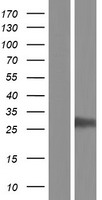 SOX15 Protein - Western validation with an anti-DDK antibody * L: Control HEK293 lysate R: Over-expression lysate