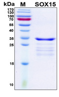 SOX15 Protein
