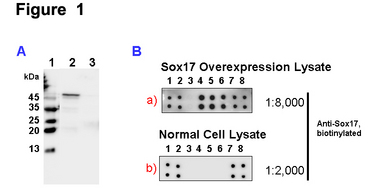 SOX17 Protein
