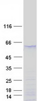 SOX17 Protein - Purified recombinant protein SOX17 was analyzed by SDS-PAGE gel and Coomassie Blue Staining