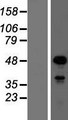 SOX18 Protein - Western validation with an anti-DDK antibody * L: Control HEK293 lysate R: Over-expression lysate