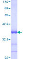 SOX18 Protein - 12.5% SDS-PAGE Stained with Coomassie Blue.
