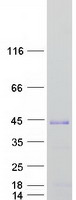 SOX2 Protein - Purified recombinant protein SOX2 was analyzed by SDS-PAGE gel and Coomassie Blue Staining