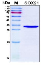 SOX21 Protein