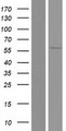 SOX30 Protein - Western validation with an anti-DDK antibody * L: Control HEK293 lysate R: Over-expression lysate
