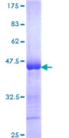 SOX30 Protein - 12.5% SDS-PAGE Stained with Coomassie Blue.