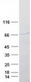 SOX4 Protein - Purified recombinant protein SOX4 was analyzed by SDS-PAGE gel and Coomassie Blue Staining