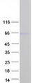 SOX8 Protein - Purified recombinant protein SOX8 was analyzed by SDS-PAGE gel and Coomassie Blue Staining