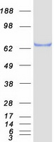 SOX9 Protein - Purified recombinant protein SOX9 was analyzed by SDS-PAGE gel and Coomassie Blue Staining