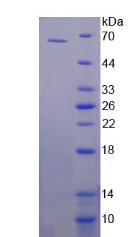 SP1 Protein - Recombinant Specificity Protein 1 By SDS-PAGE
