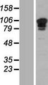 SP3 Protein - Western validation with an anti-DDK antibody * L: Control HEK293 lysate R: Over-expression lysate